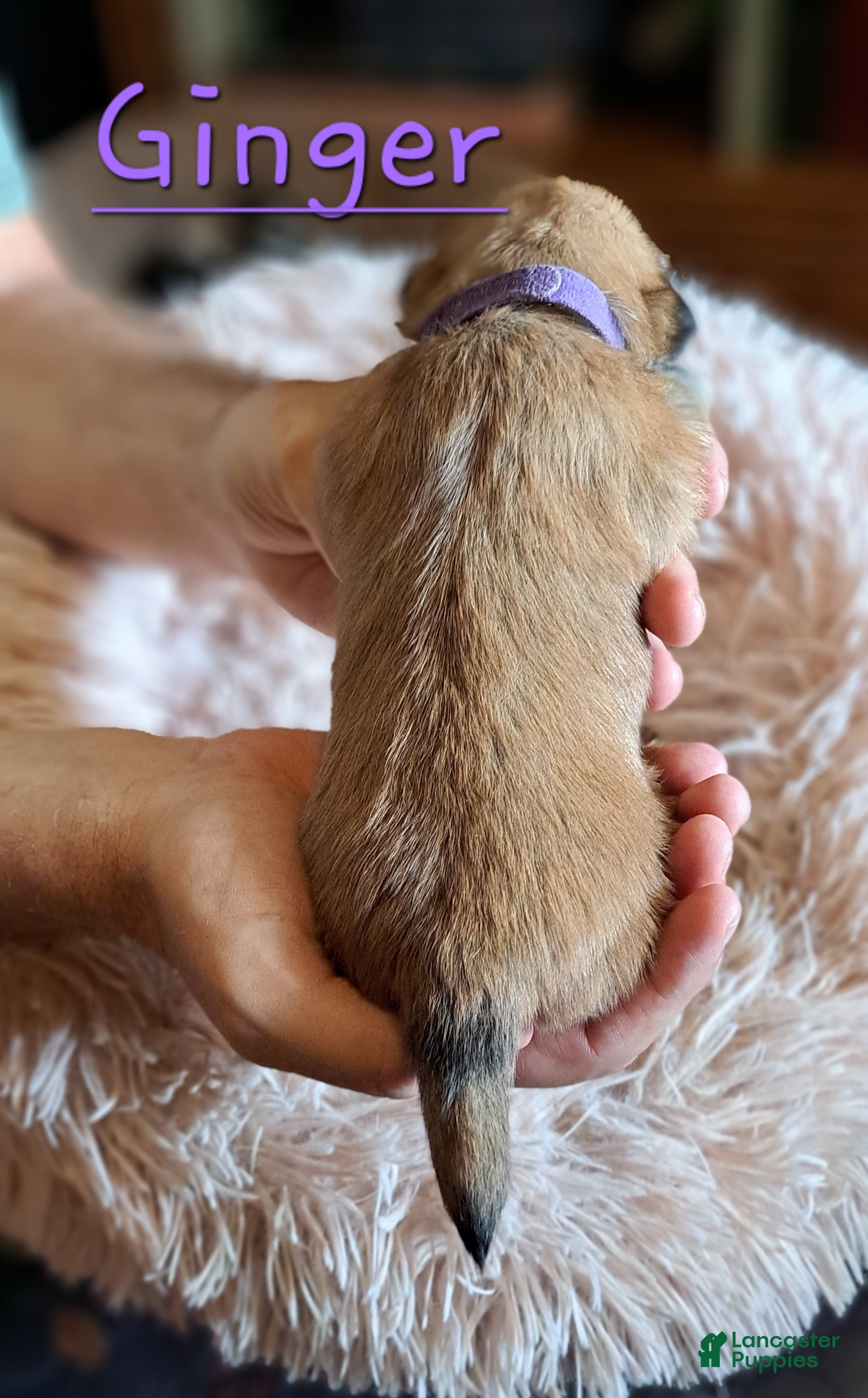 Lhasa Apso dogs Ginger - Ad 2