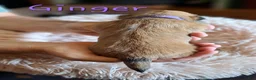 Lhasa Apso dogs for sale: Ginger - Ad 2
