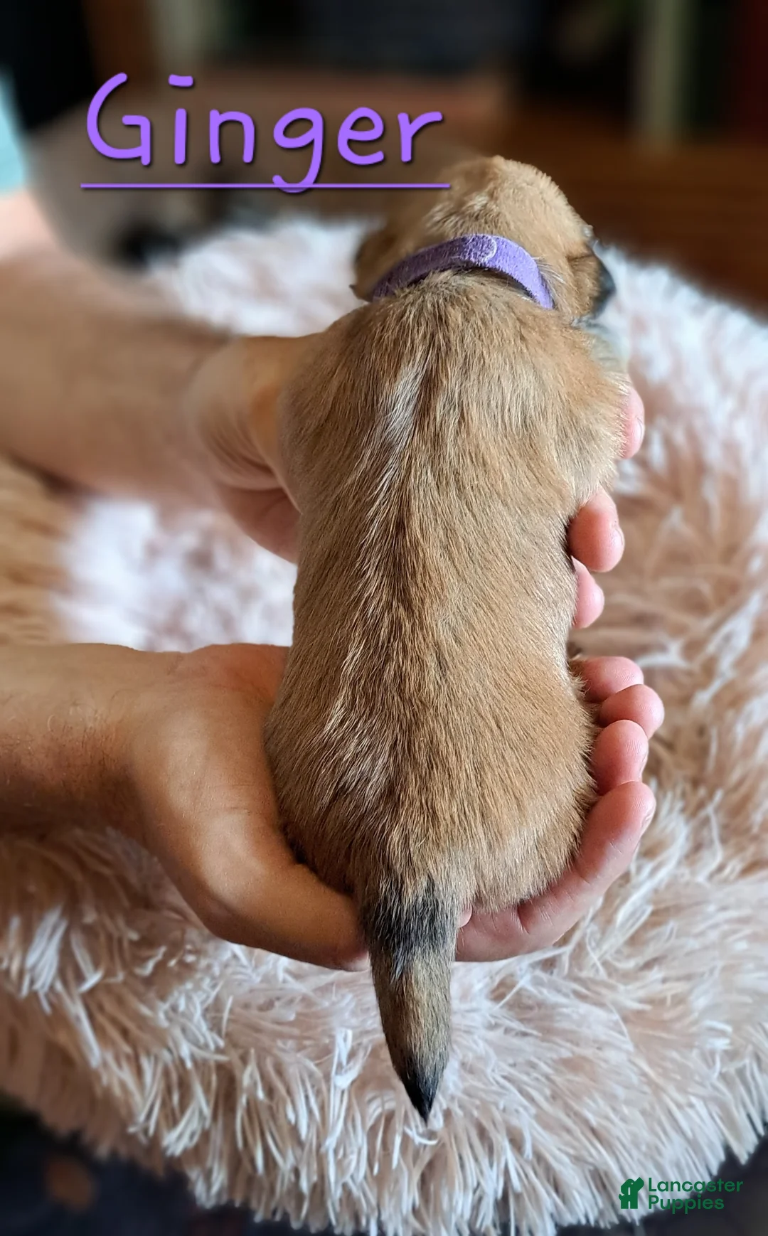 Lhasa Apso dogs for sale: Ginger - Ad 2