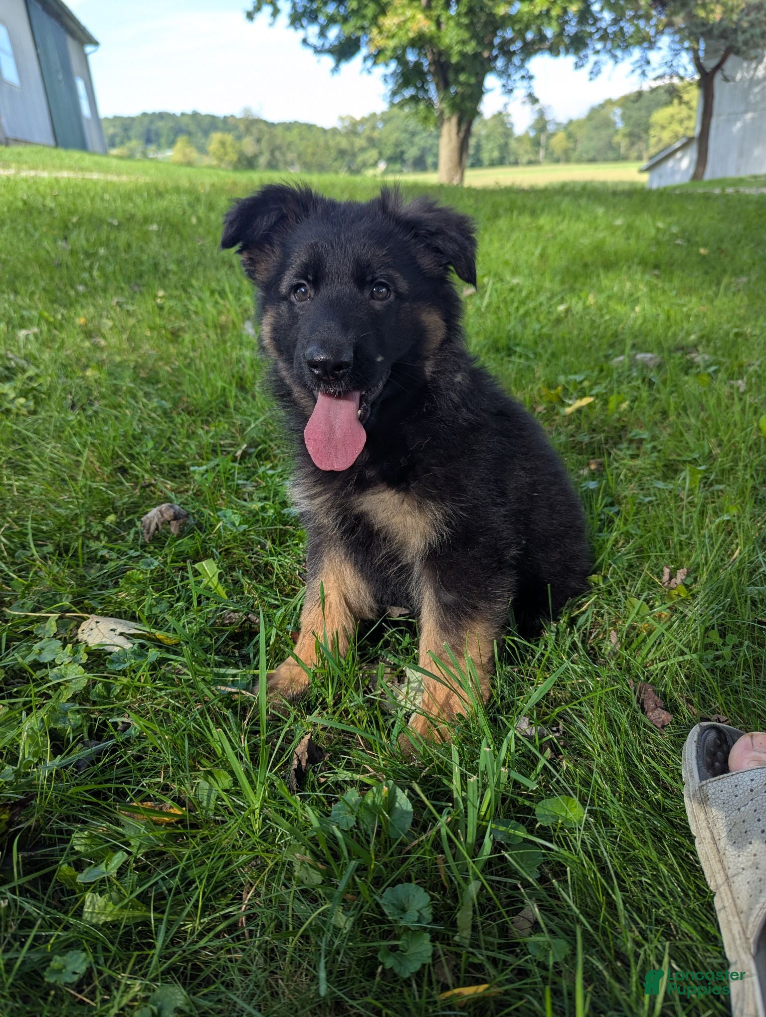 German Shepherd dogs Stella - Ad 1