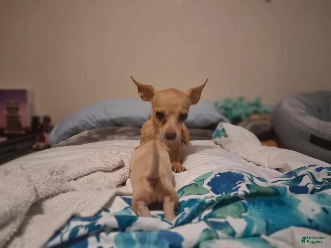 Chihuahua dogs for sale: Chihuahua 2 - Ad 2