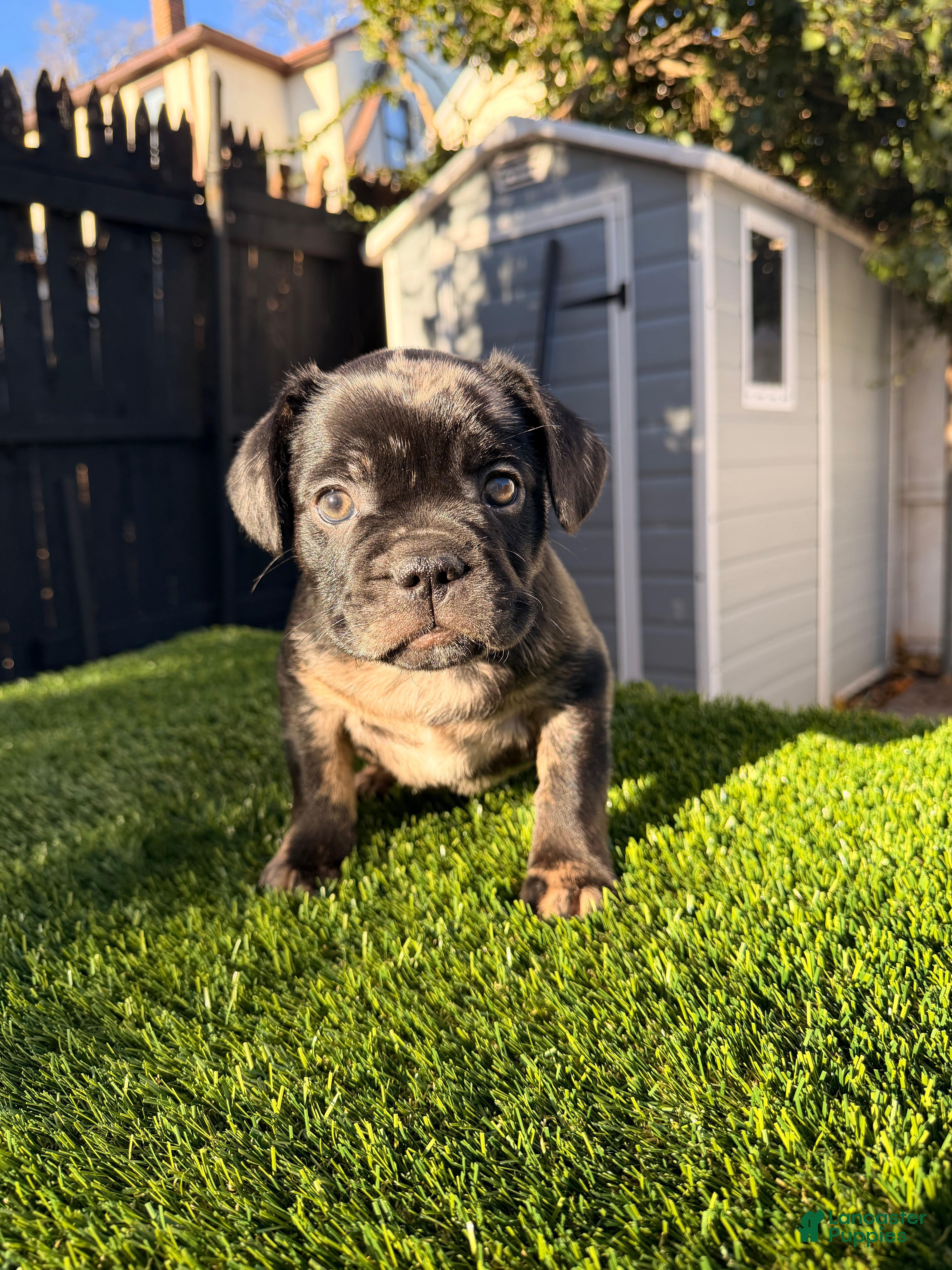 French Bulldog dogs Cloudy - Ad 33