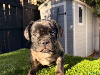 French Bulldog dogs Cloudy - Ad 39