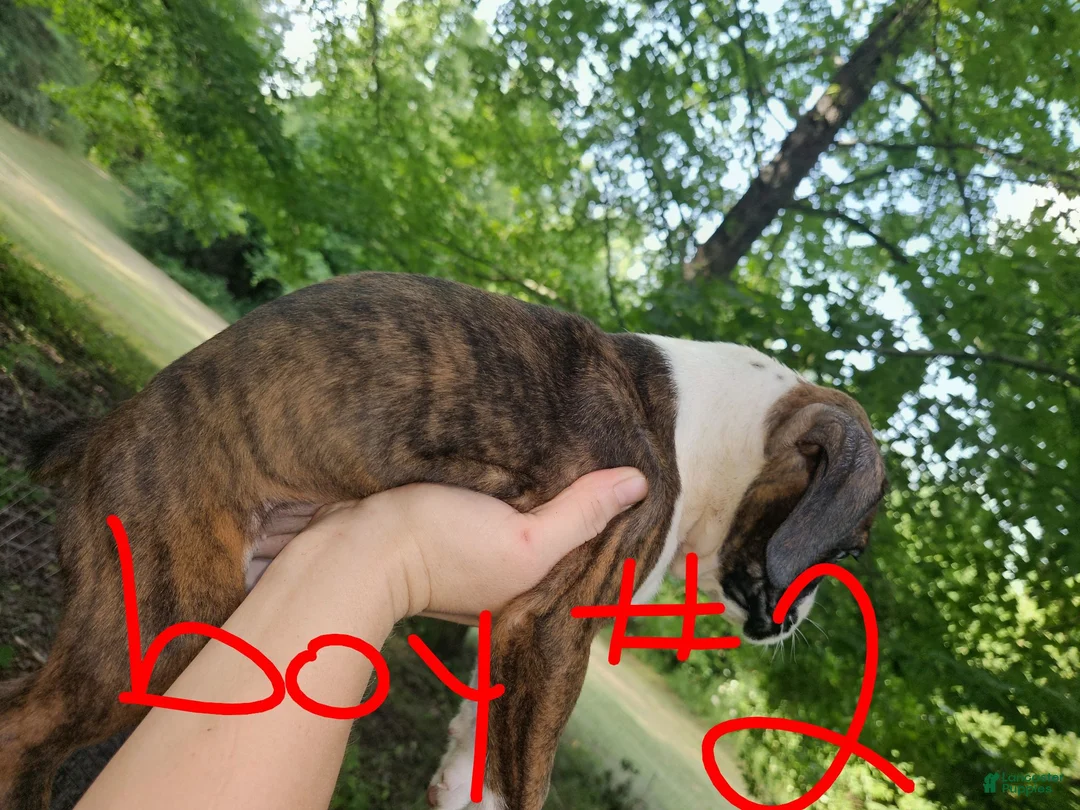 Boxer dogs for sale: Boxer 2 - Ad 2