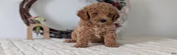 Miniature Poodle dogs for sale: Shiloh - Ad 8