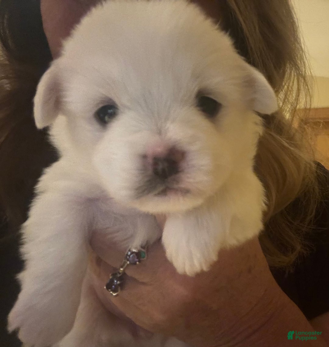 Coton De Tulear dogs for sale: Coton De Tulear Puppy 2 - Ad 2