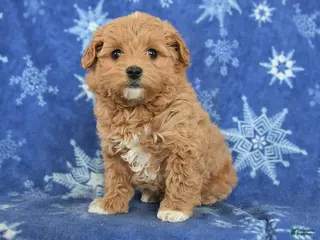 Maltipoo dogs for sale: Gabe - Ad 1