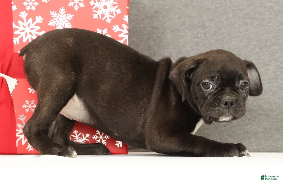 Frenchton dogs for sale: Eggnog - Ad 8