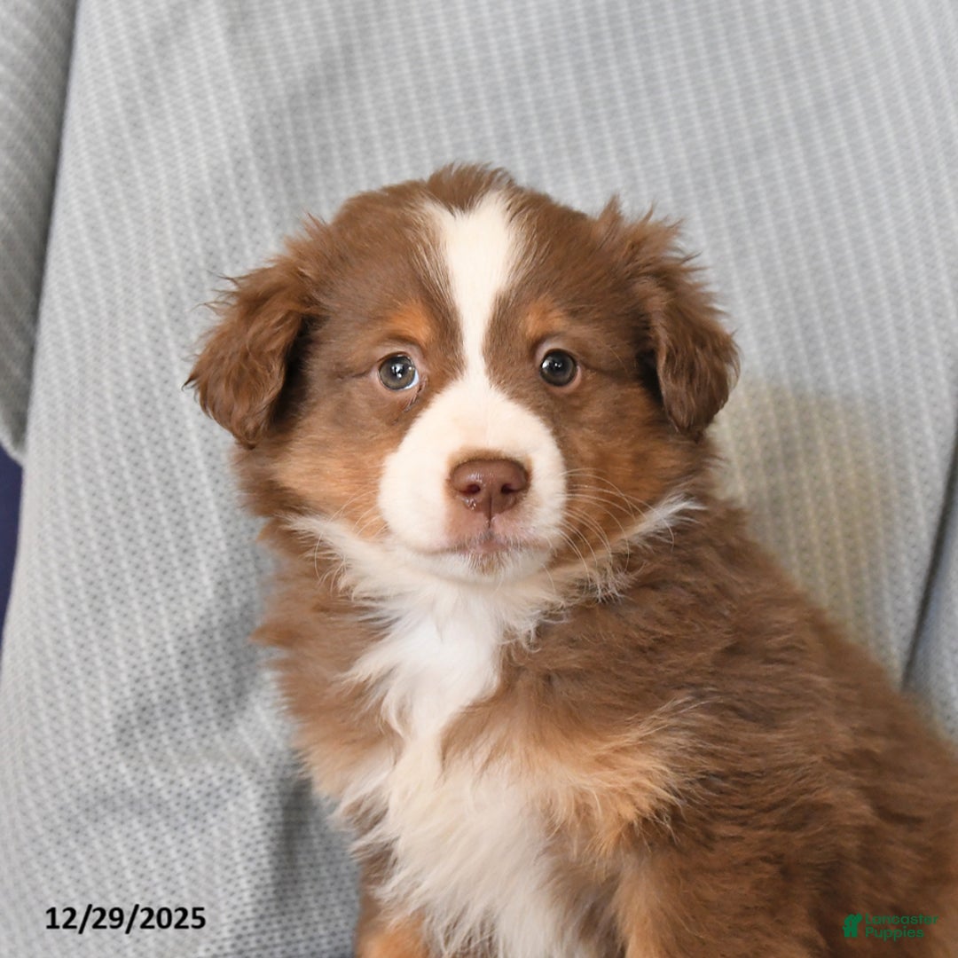 Australian Shepherd dogs for sale: Rocky - Ad 3