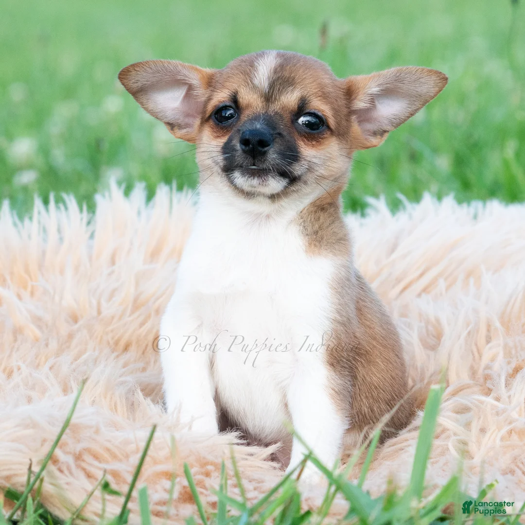 Chihuahua dogs for sale: Pascal - Ad 2