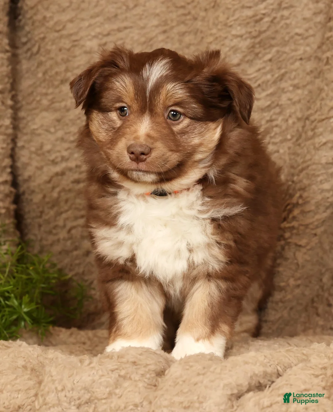 Miniature Australian Shepherd dogs for sale: Dakota - Ad 2