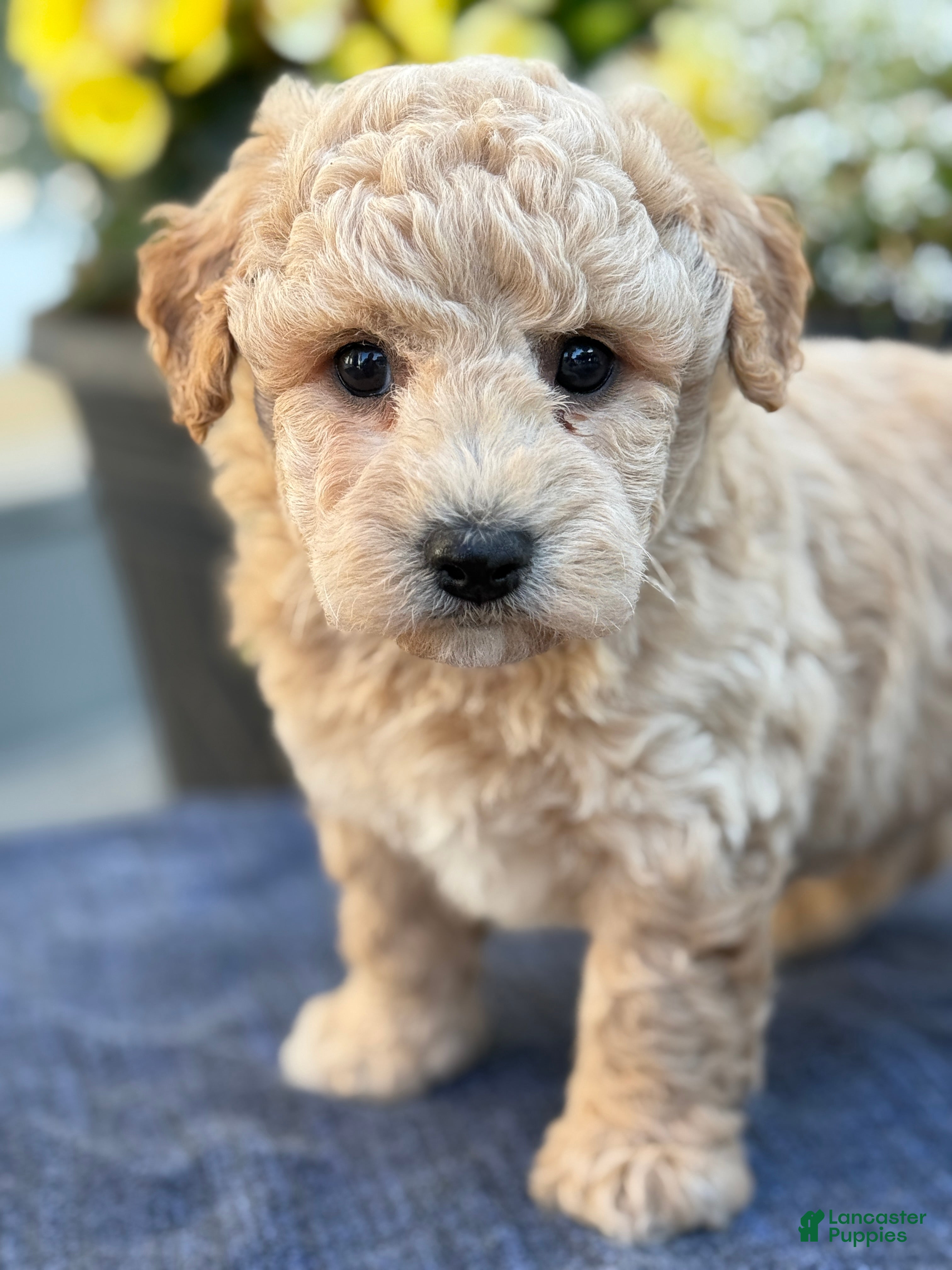 Bichpoo dogs for sale: Ford - Ad 11