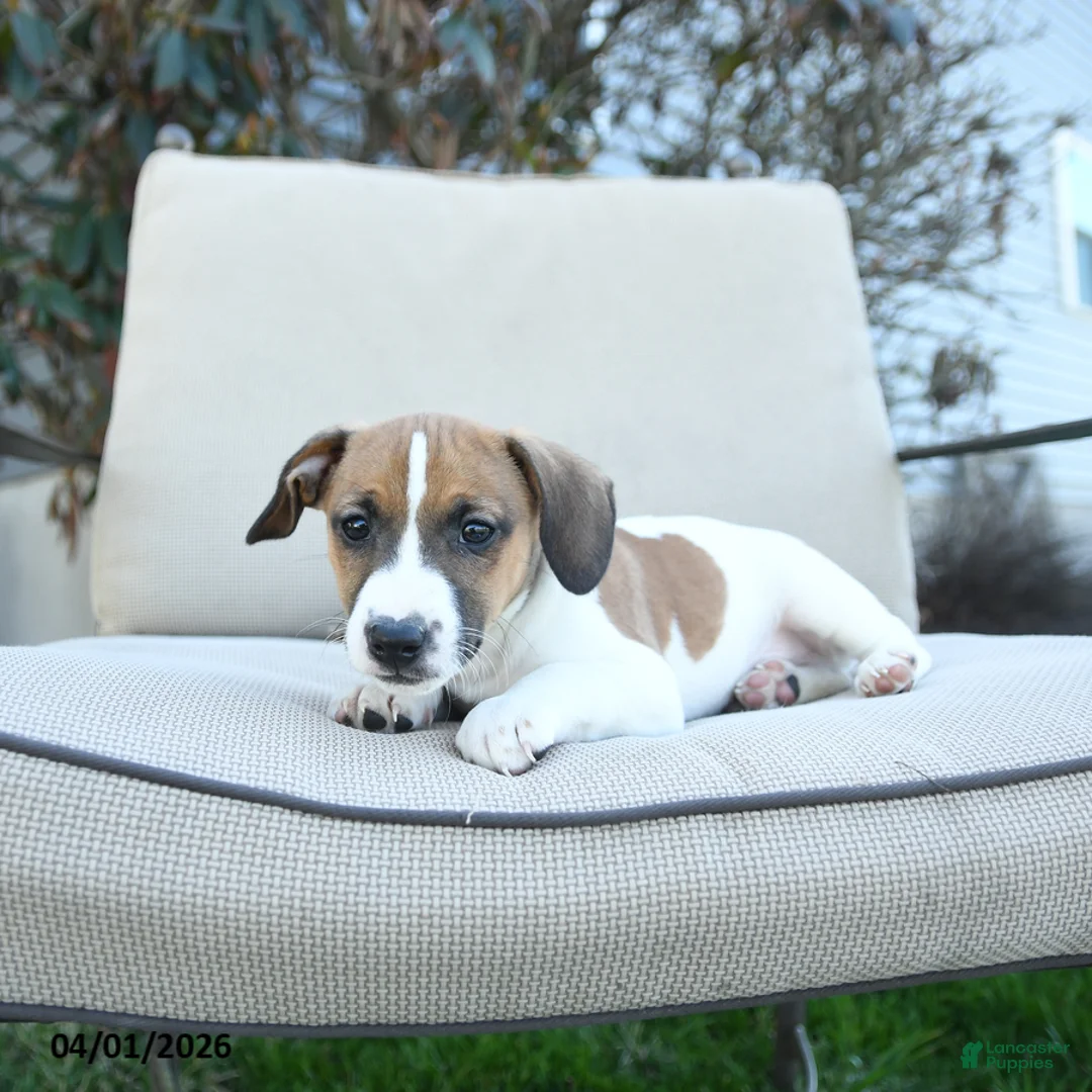 Jack Russell Terrier dogs for sale: Russell - Ad 3