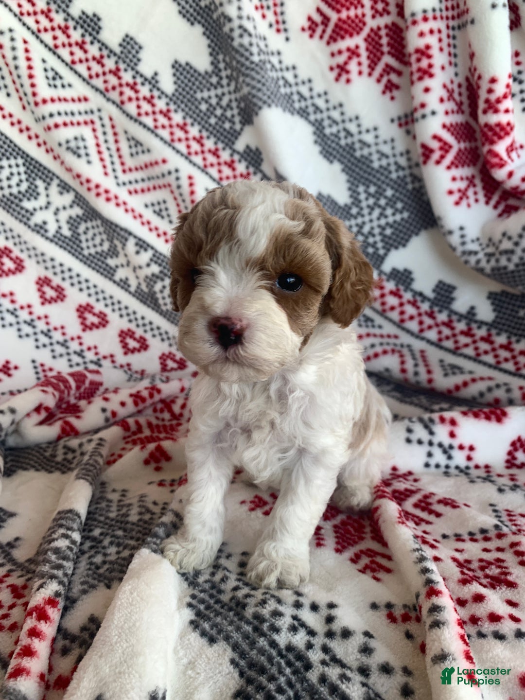 Cavapoo dogs for sale: Flurry - Ad 5