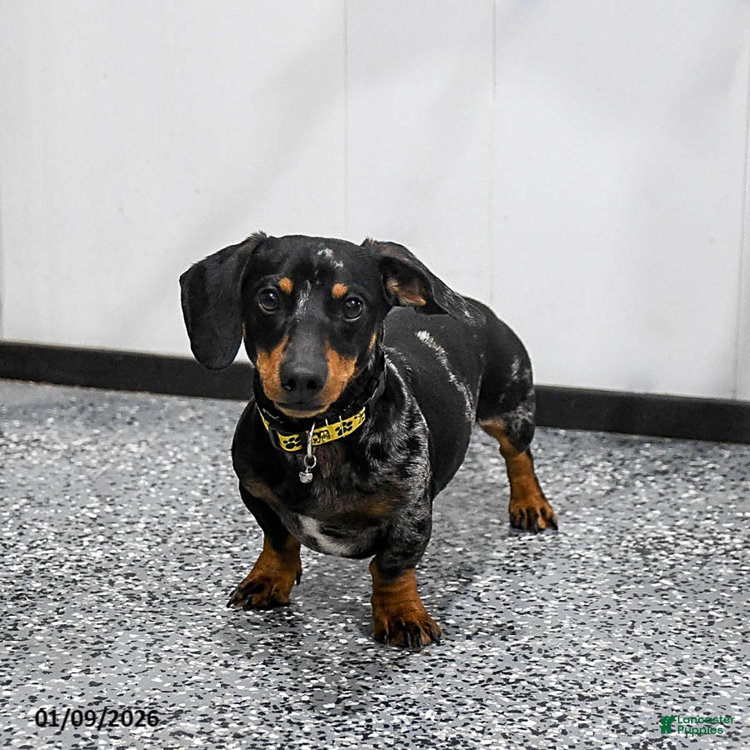 Miniature Dachshund dogs for sale: Annie - Ad 7