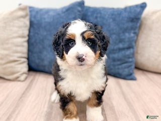 Mini Bernedoodle dogs - Ad 19