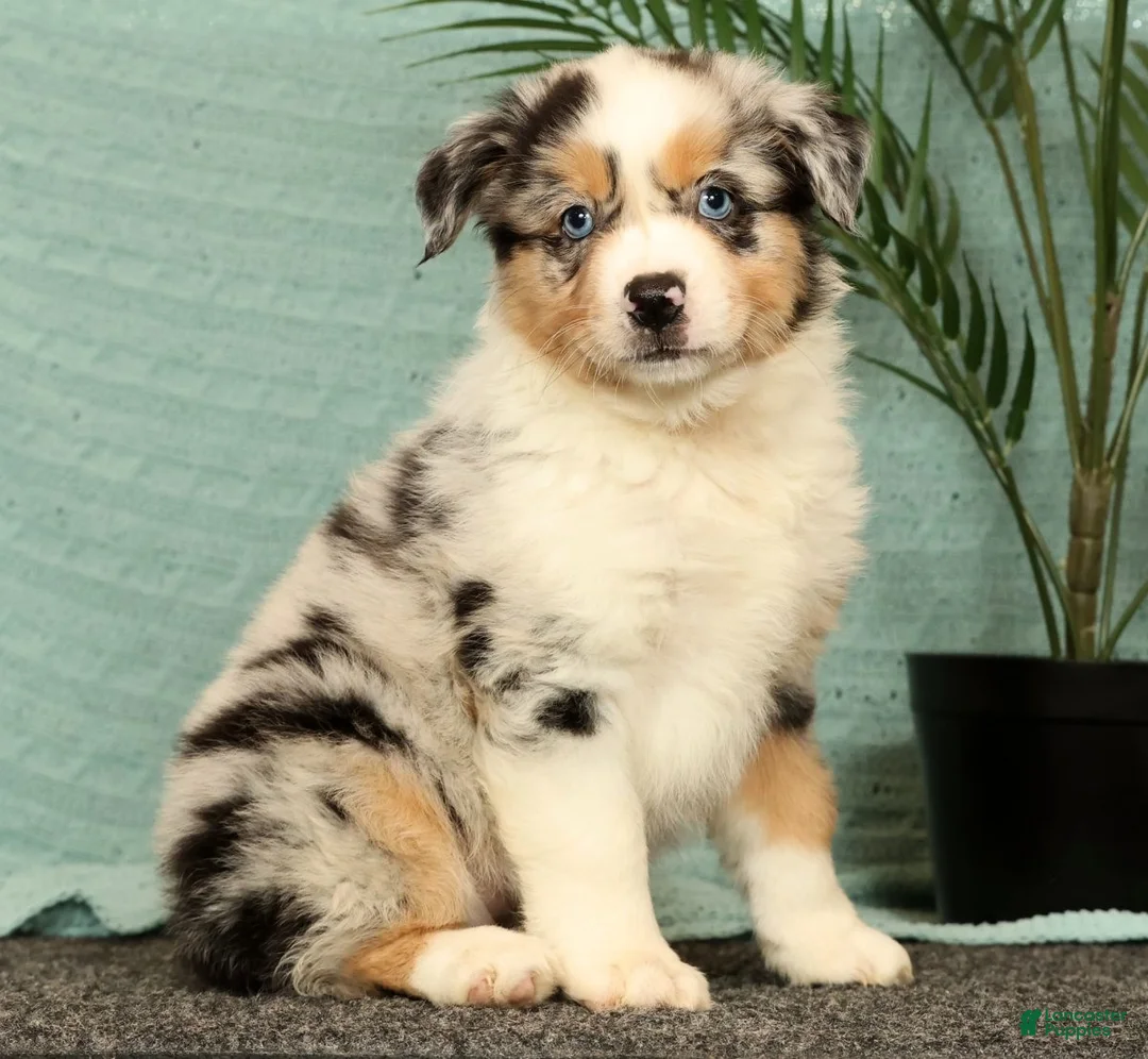 Miniature Australian Shepherd dogs for sale: Jenny - Ad 2