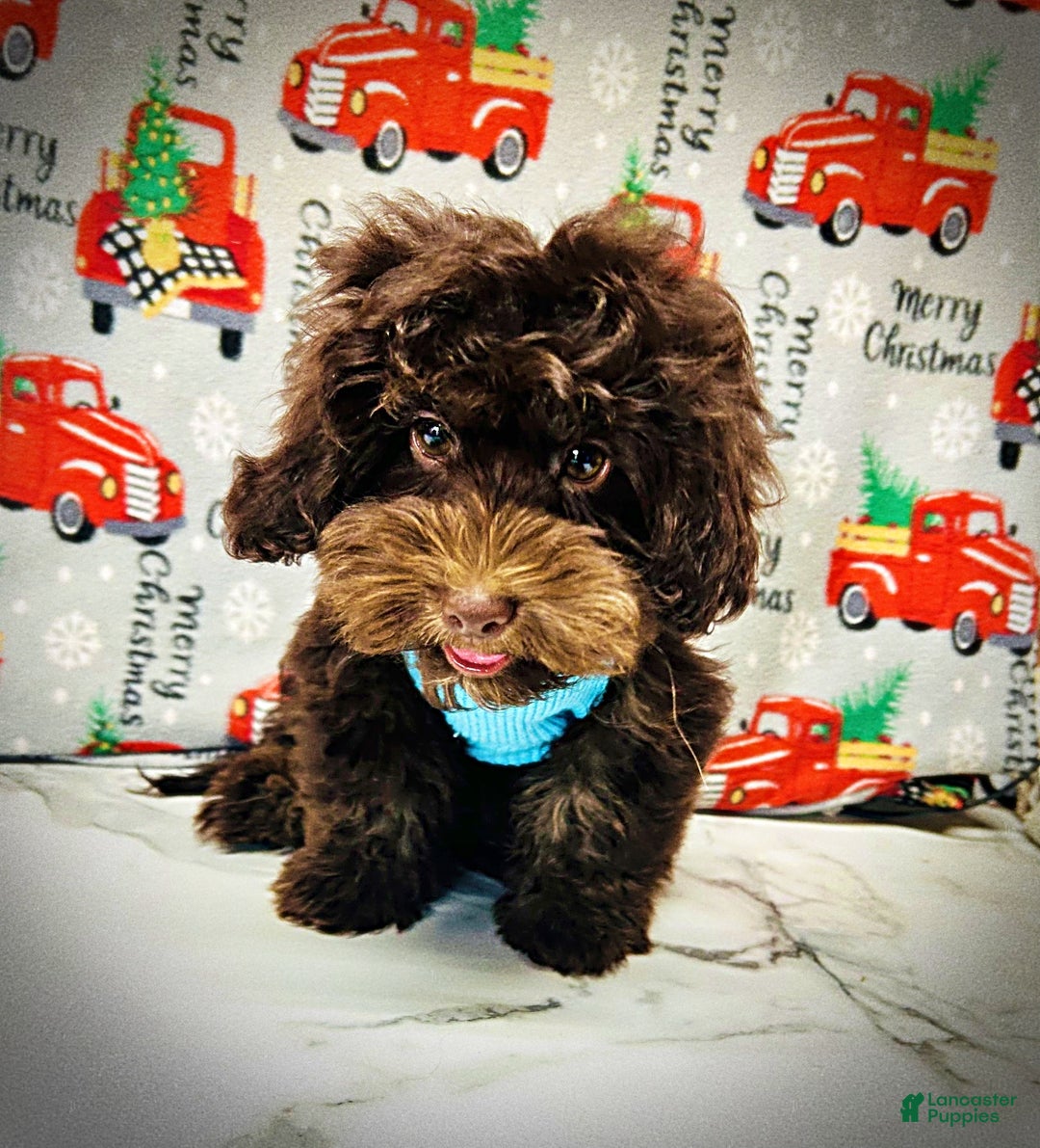 Havapoo dogs for sale: Yogi - Ad 3