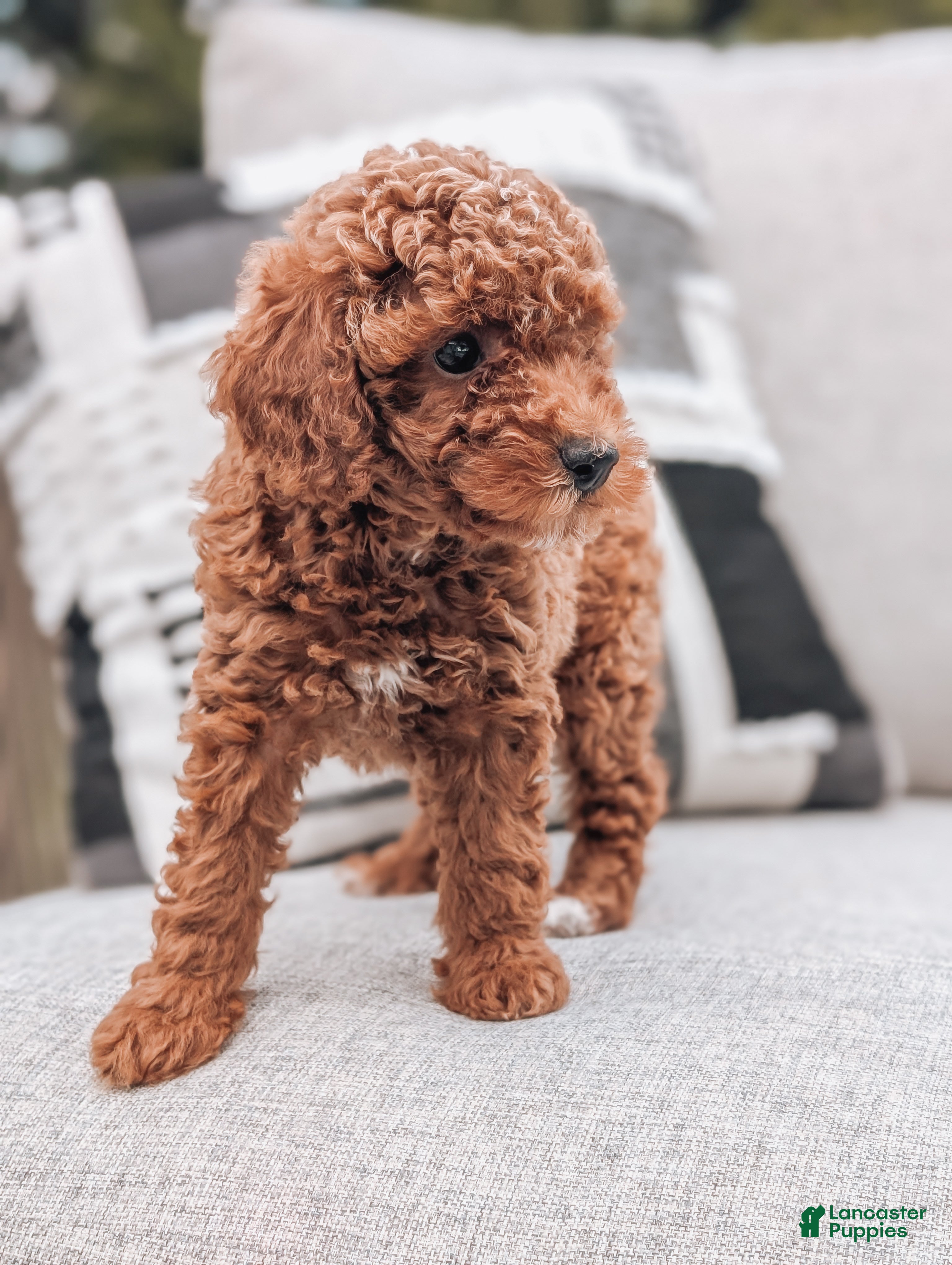 Miniature Poodle dogs Jack - Ad 2
