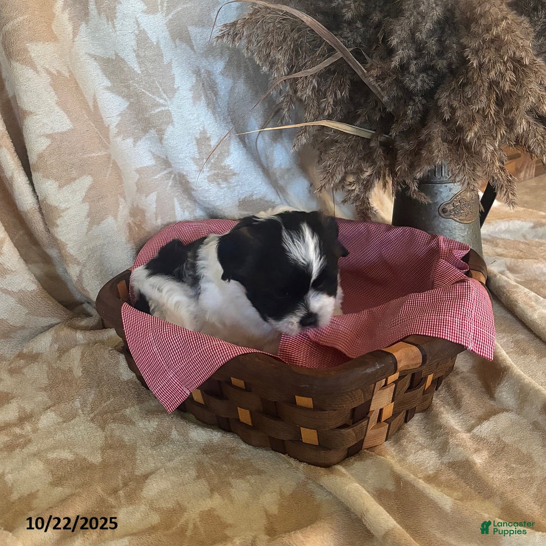 Teddy Bear dogs for sale: Ace - Ad 5