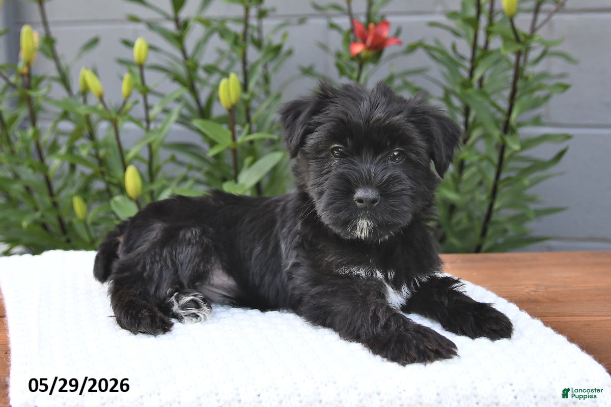 Yorkiepoo dogs Maverick - Ad 2