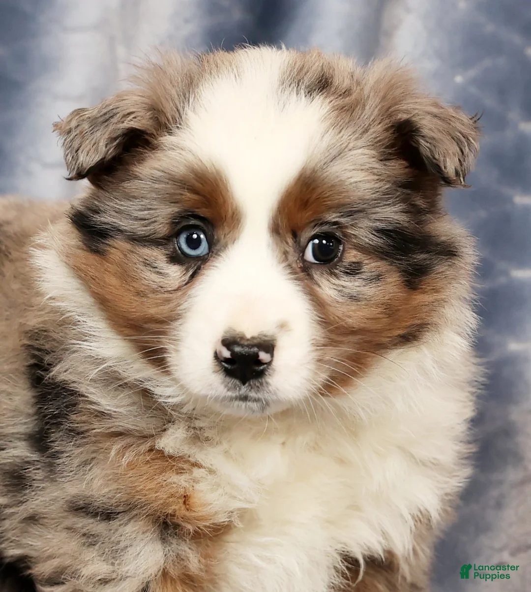Miniature Australian Shepherd dogs for sale: Edi - Ad 9