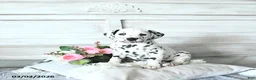 Dalmatian dogs for sale: Annie - Ad 3
