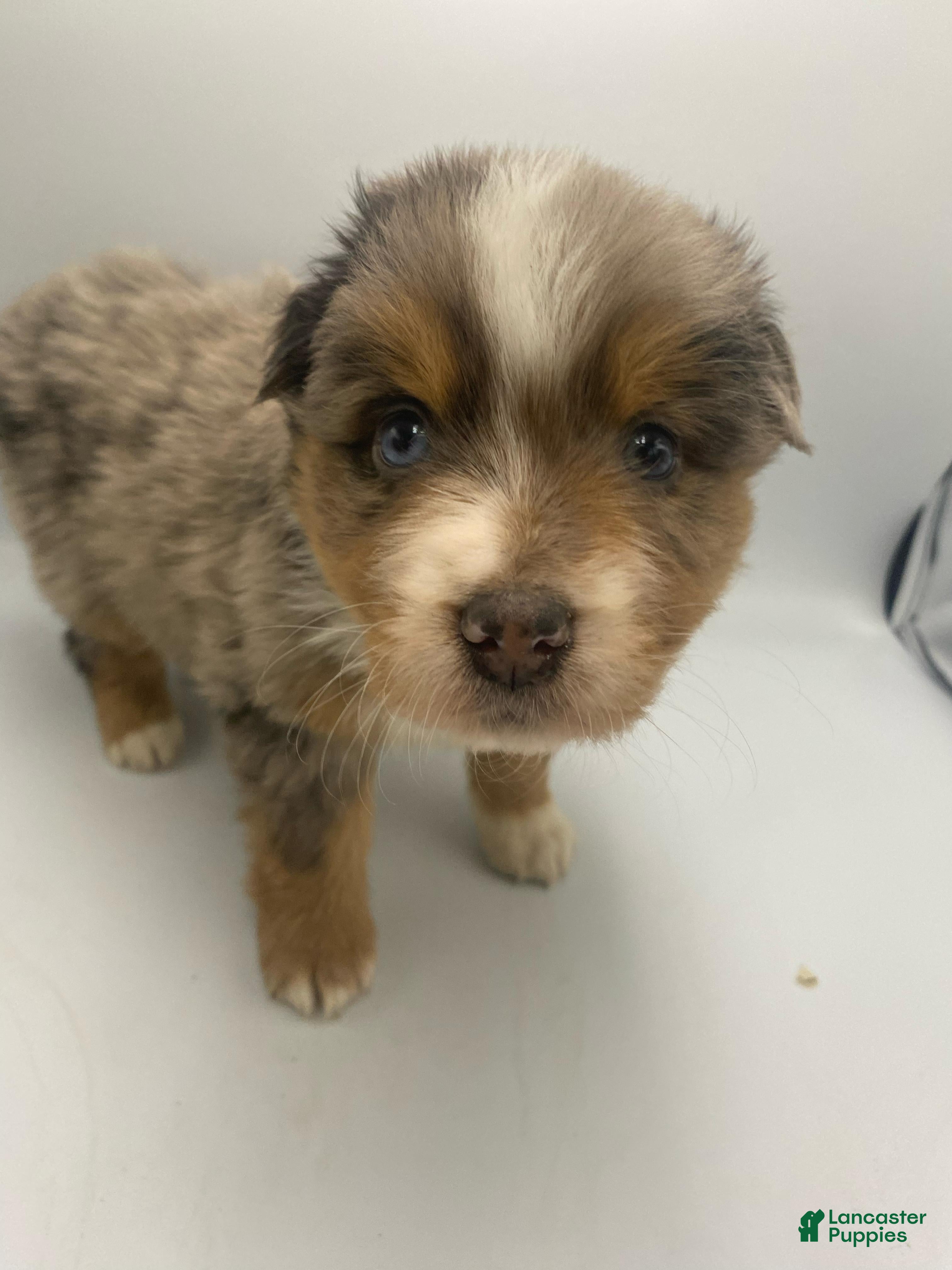 Australian Shepherd dogs Minnie - Ad 42