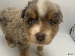 Australian Shepherd dogs Minnie - Ad 41
