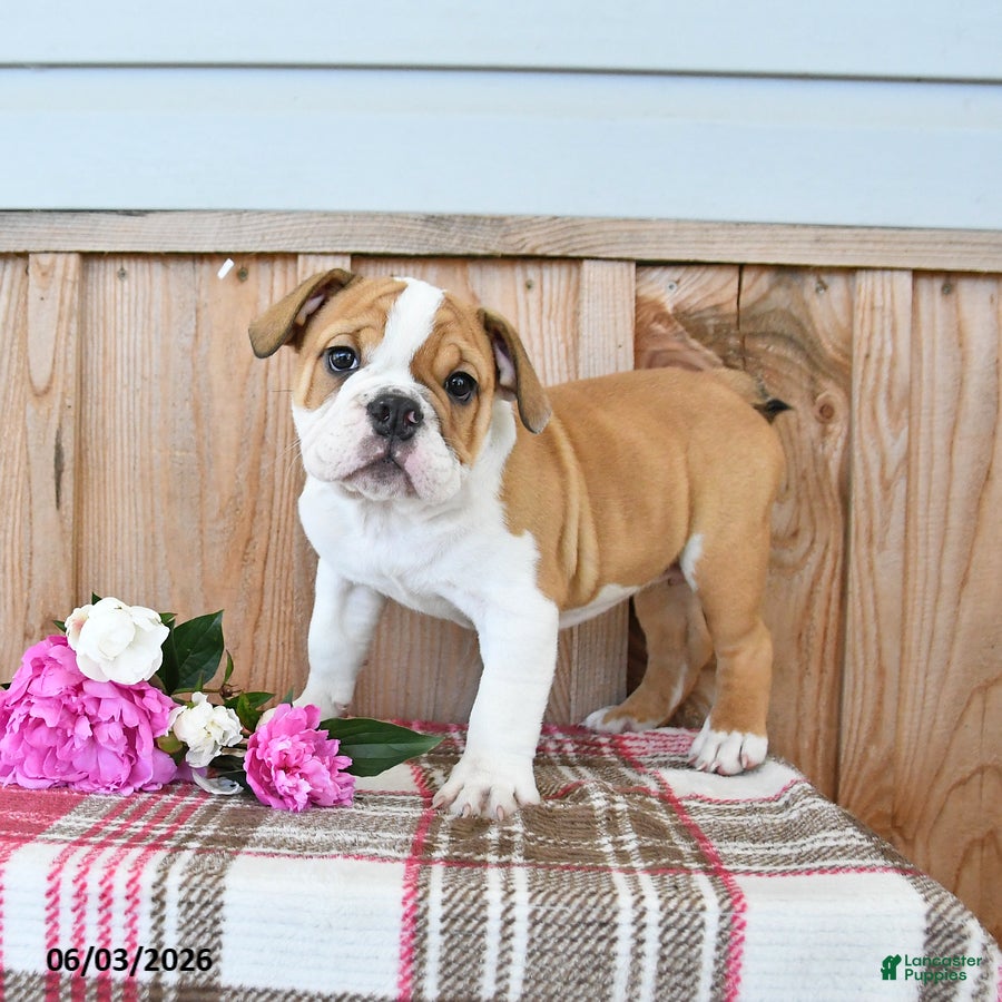 English Bulldog dogs for sale: Moose - Ad 1