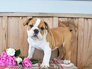 English Bulldog dogs for sale: Moose - Ad 3