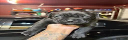 Cane Corso dogs for sale: Cane Corso Puppy 8 - Ad 2