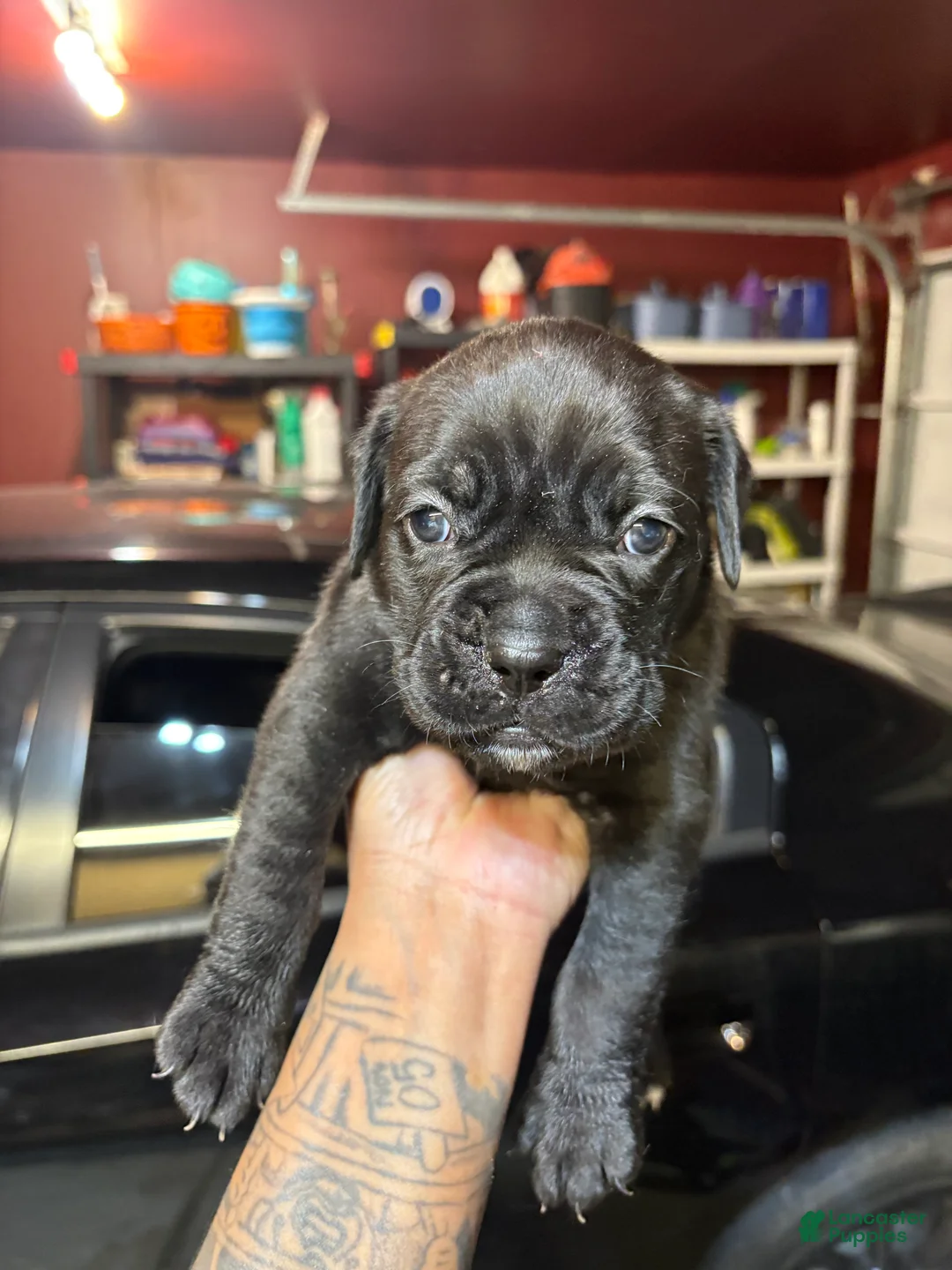 Cane Corso dogs for sale: Cane Corso Puppy 8 - Ad 2