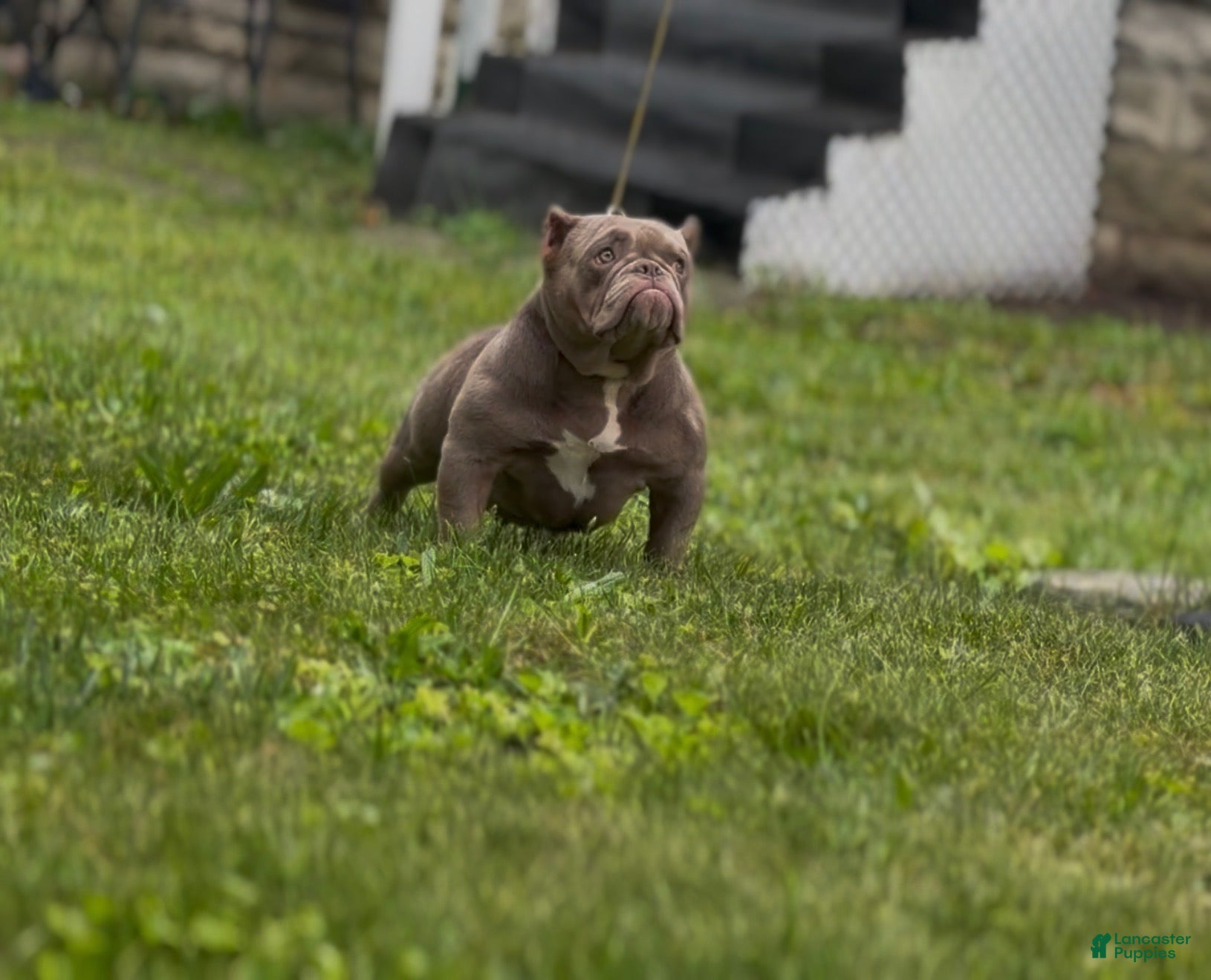 American Bully dogs for sale: Princess cherry - Ad 4