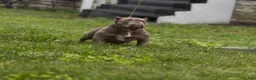 American Bully dogs for sale: Princess cherry - Ad 1
