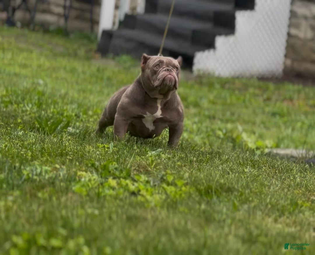 American Bully dogs for sale: Princess cherry - Ad 1