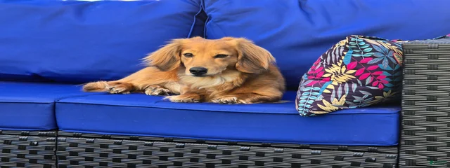 Bandit
