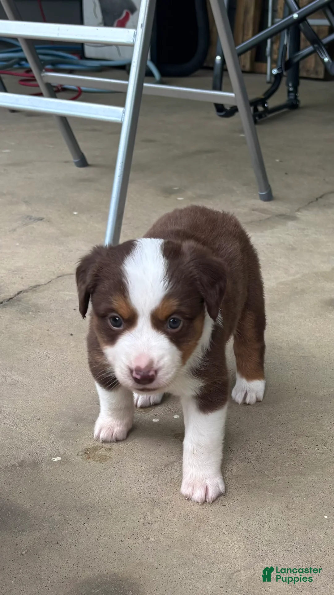 Miniature Australian Shepherd dogs for sale: #4 Red Tri female - Ad 1