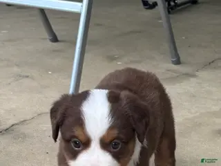 Miniature Australian Shepherd dogs for sale: #4 Red Tri female - Ad 3