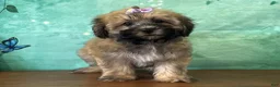 Teddy Bear dogs for sale: Ellie - Ad 1