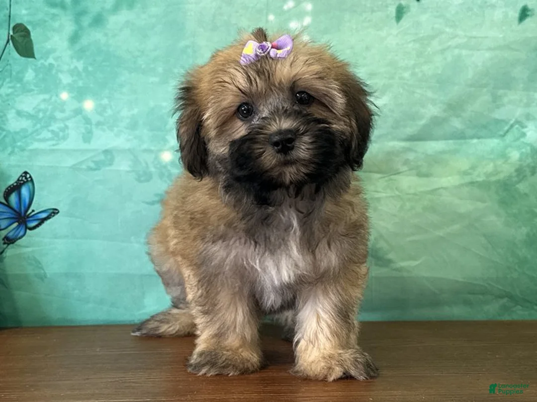 Teddy Bear dogs for sale: Ellie - Ad 1