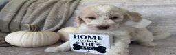 Goldendoodle dogs for sale: Ivory 🤍 - Ad 6