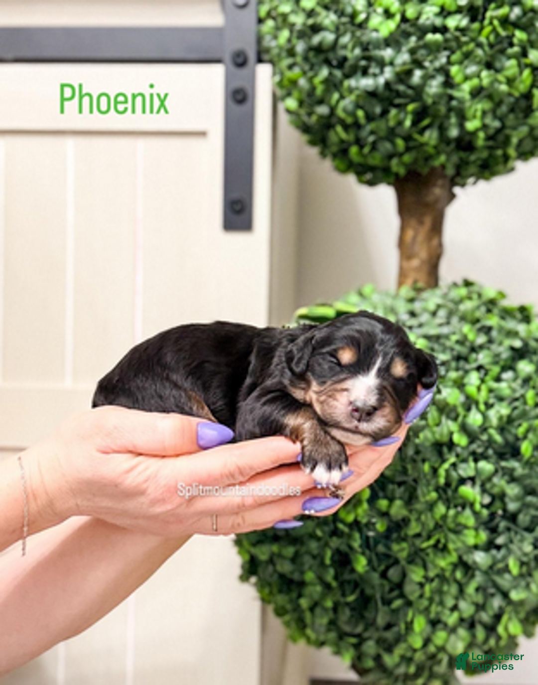 Bernedoodle dogs for sale: Phoenix - Ad 1