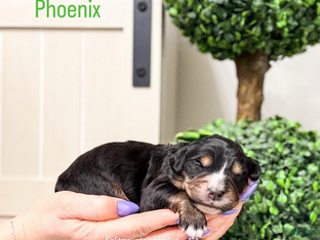 Bernedoodle dogs Phoenix - Ad 3
