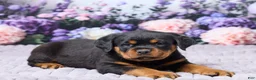 Rottweiler dogs for sale: Jordan - Ad 5