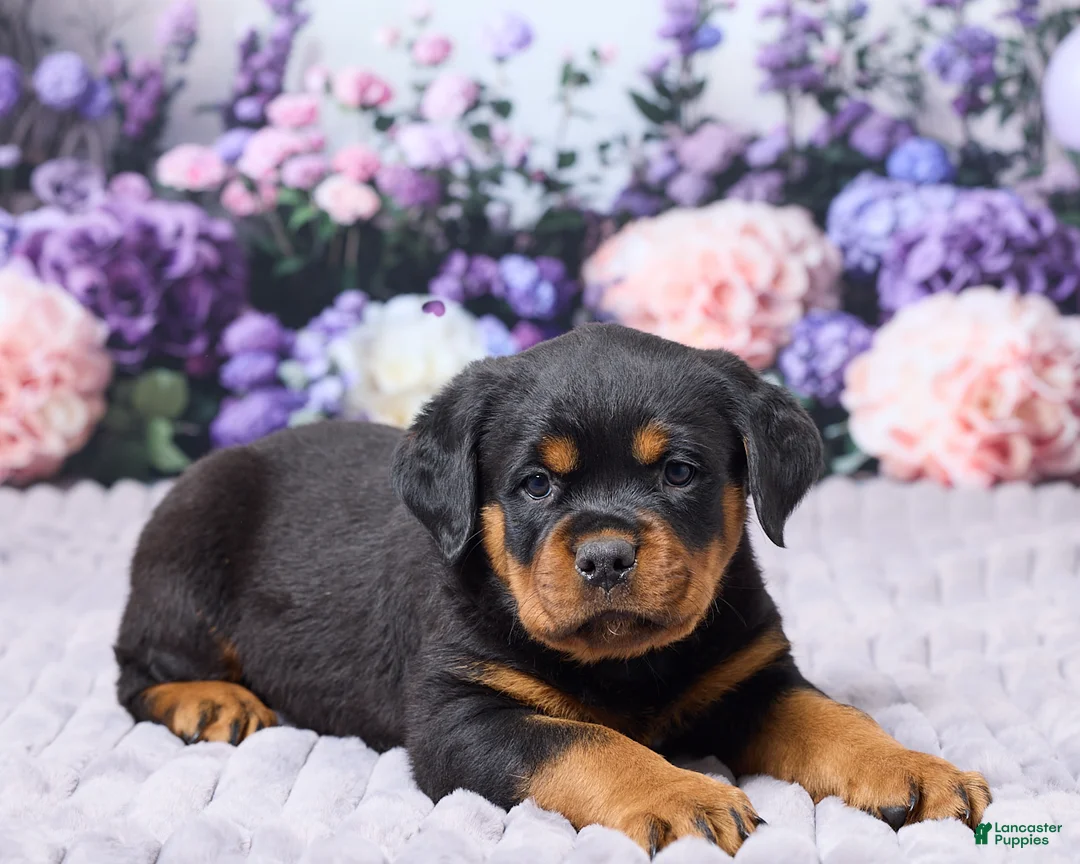 Rottweiler dogs for sale: Jordan - Ad 5