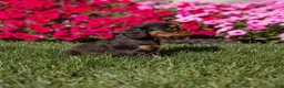 Cavalier King Charles Spaniel dogs for sale: Maisy - Ad 5
