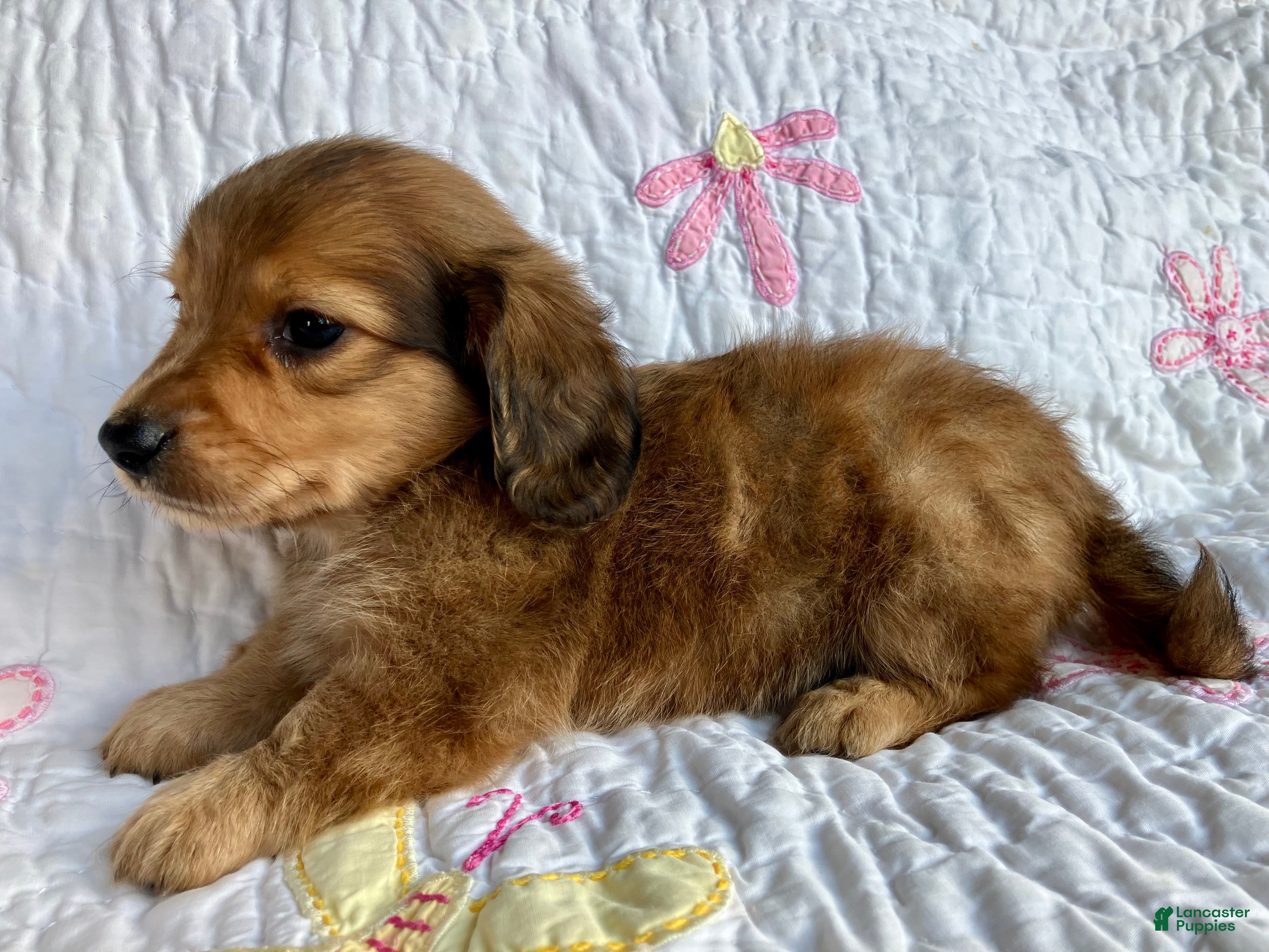 Miniature Dachshund dogs Coco Bean of St. Wiggles - Ad 2