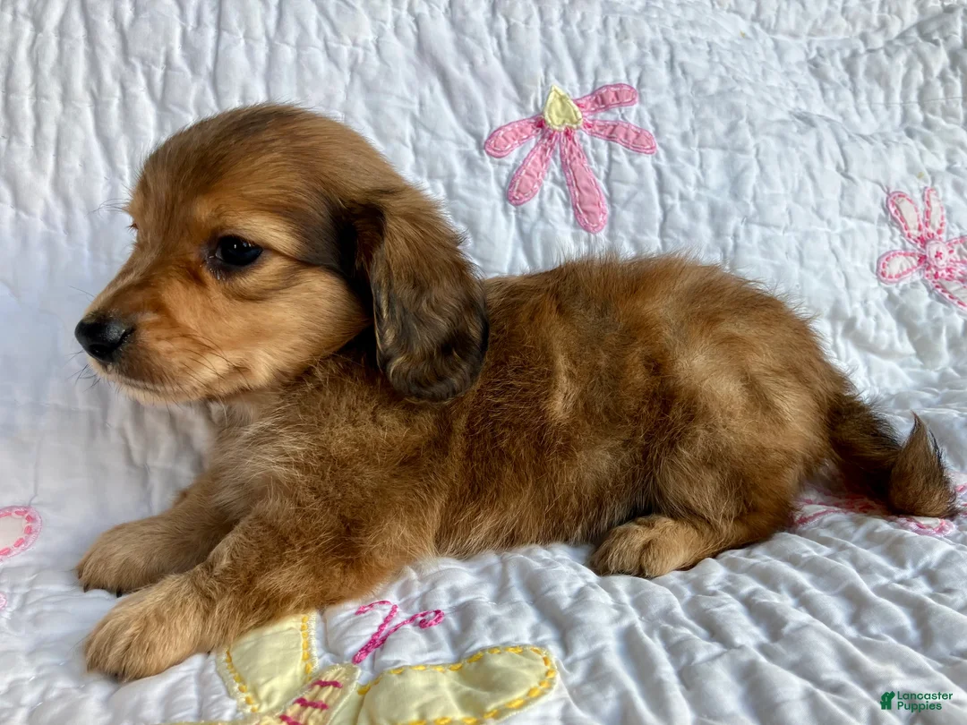 Miniature Dachshund dogs for sale: Coco Bean of St. Wiggles - Ad 2