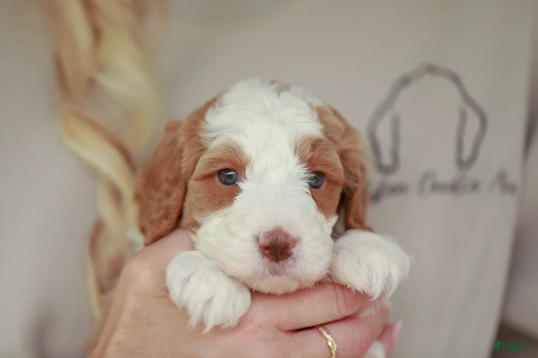 Bernedoodle dogs for sale:  Shorty  - Ad 2